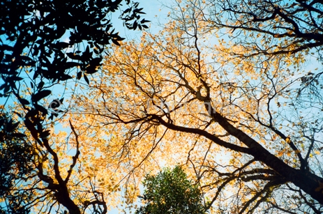 http://www.sandlerphotography.com/Photos/Snow Creek Trail 112009-LR.JPG